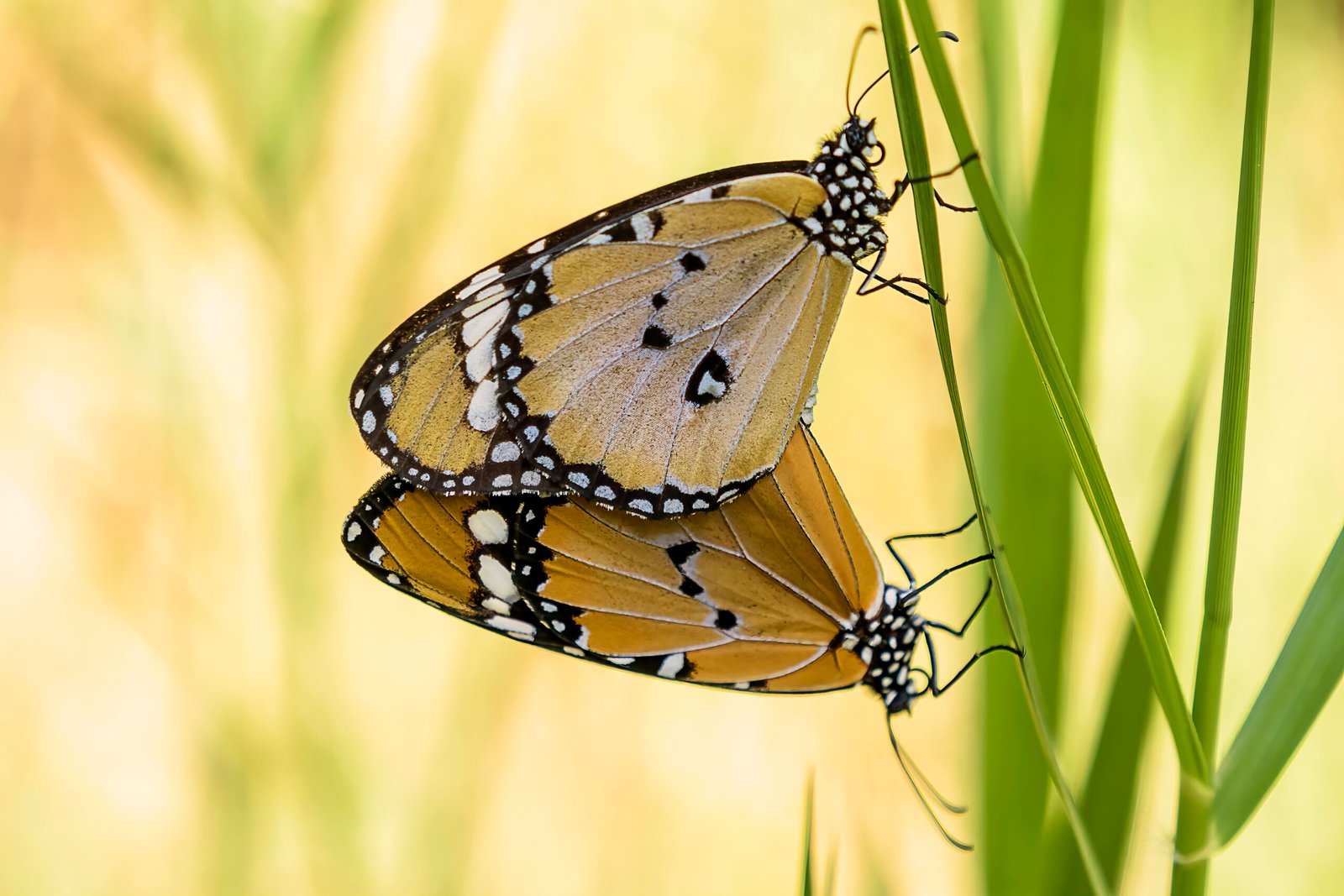 500px Photo ID: 171010155 - Butterflies Family +1