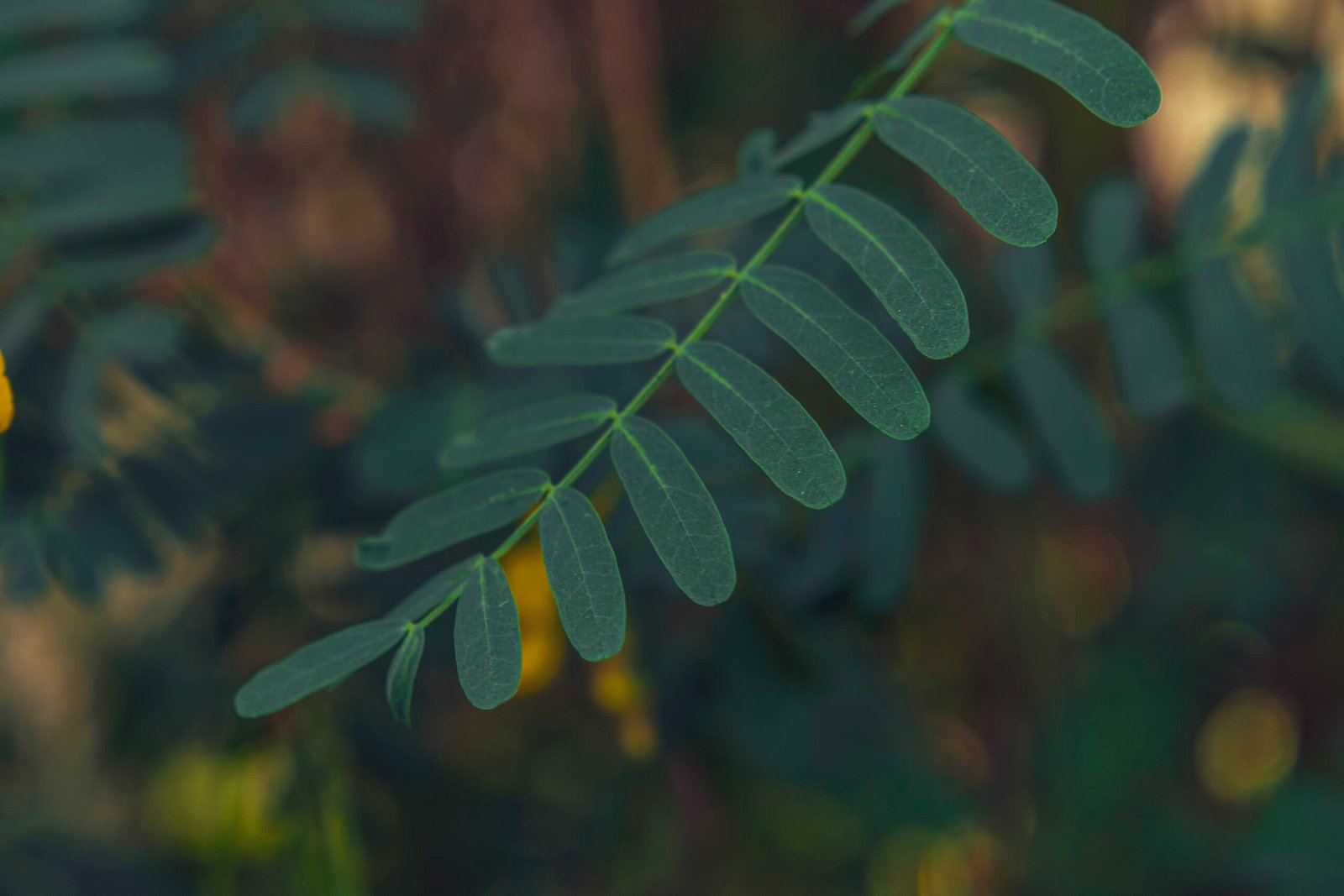 500px Photo ID: 200667175 - Simple and thin - close up green