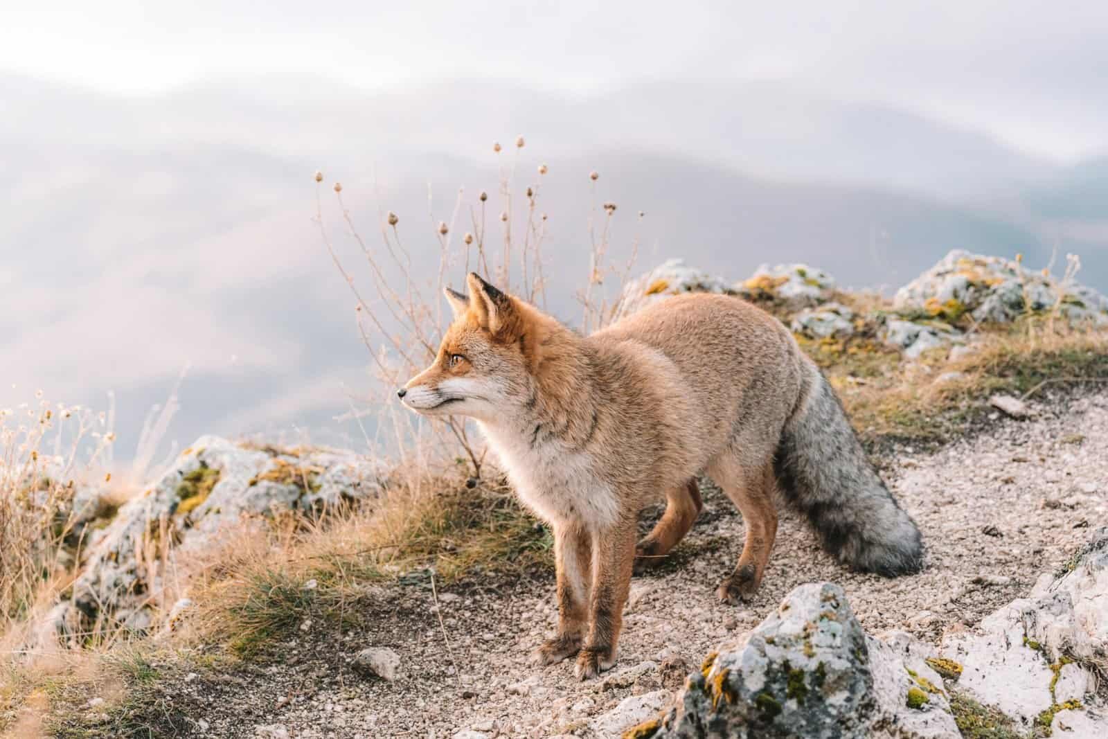 brown fox on gray