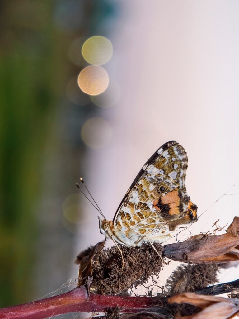 stock-photo-beautiful-butterfly-with-bokeh-166949397-scaled.jpg