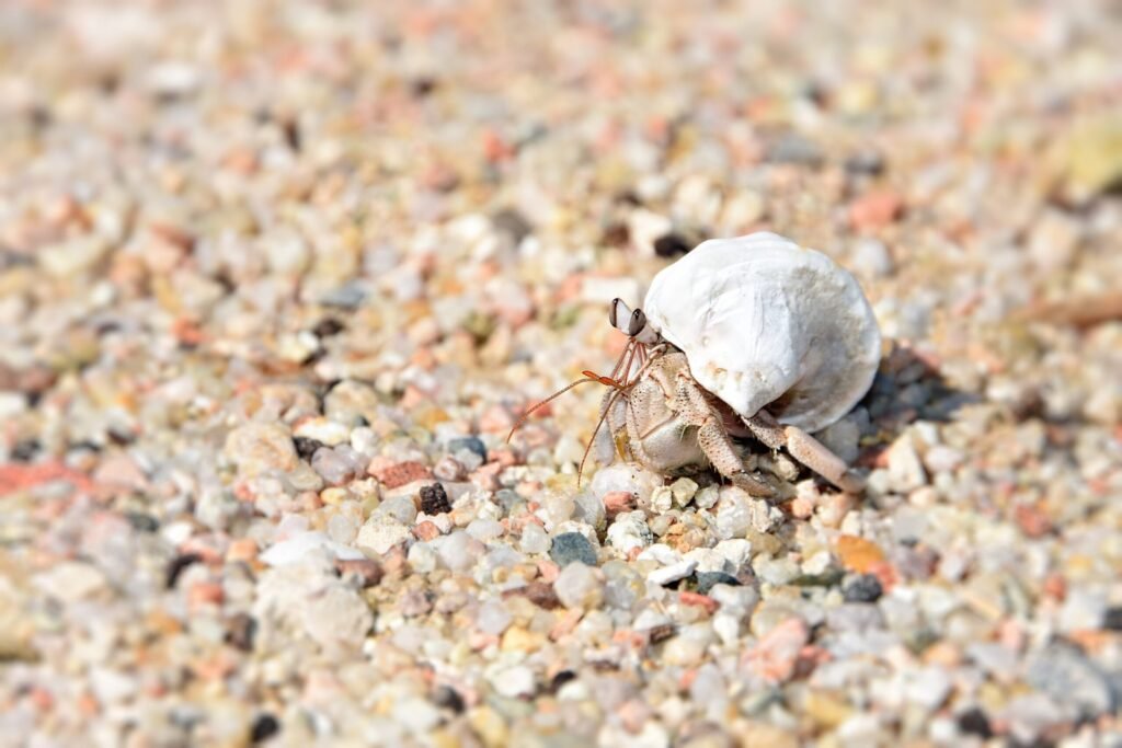 stock-photo-hermit-crab-from-red-sea-212252967-scaled.jpg