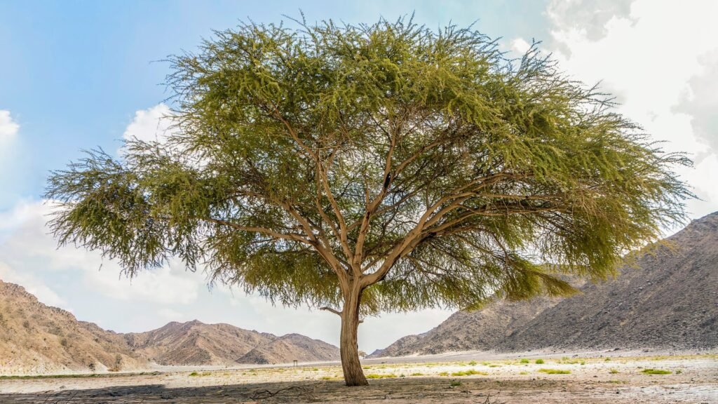 stock-photo-huge-acacia-tree-panorama-200375431-scaled.jpg